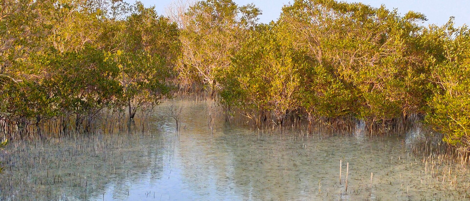Abu Dhabi's mangroves, right at the city's edge
