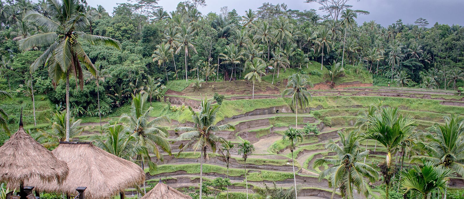 Terrazas de arroz escalonadas entre palmeras, en el interior de Bali