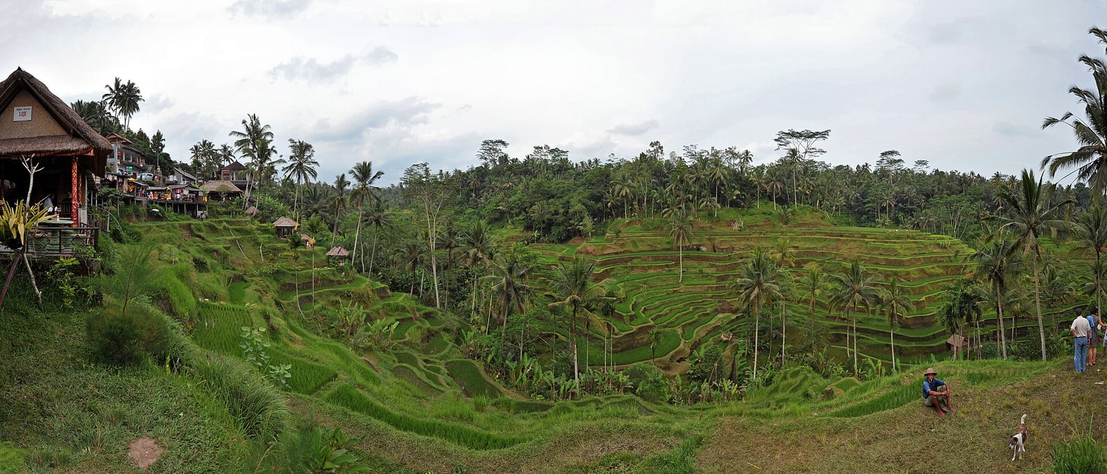 The Tegalalang rice terraces, near Ubud