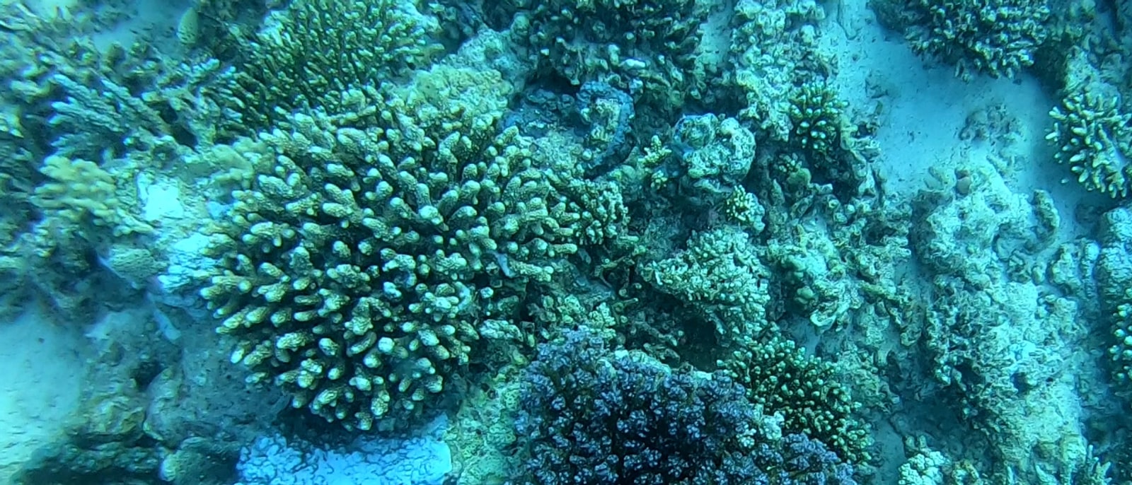 Un arrecife de coral del mar Rojo bajo el agua turquesa