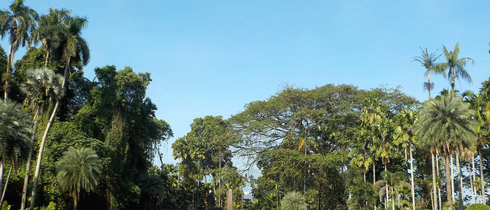 The palms of Bogor’s botanical garden