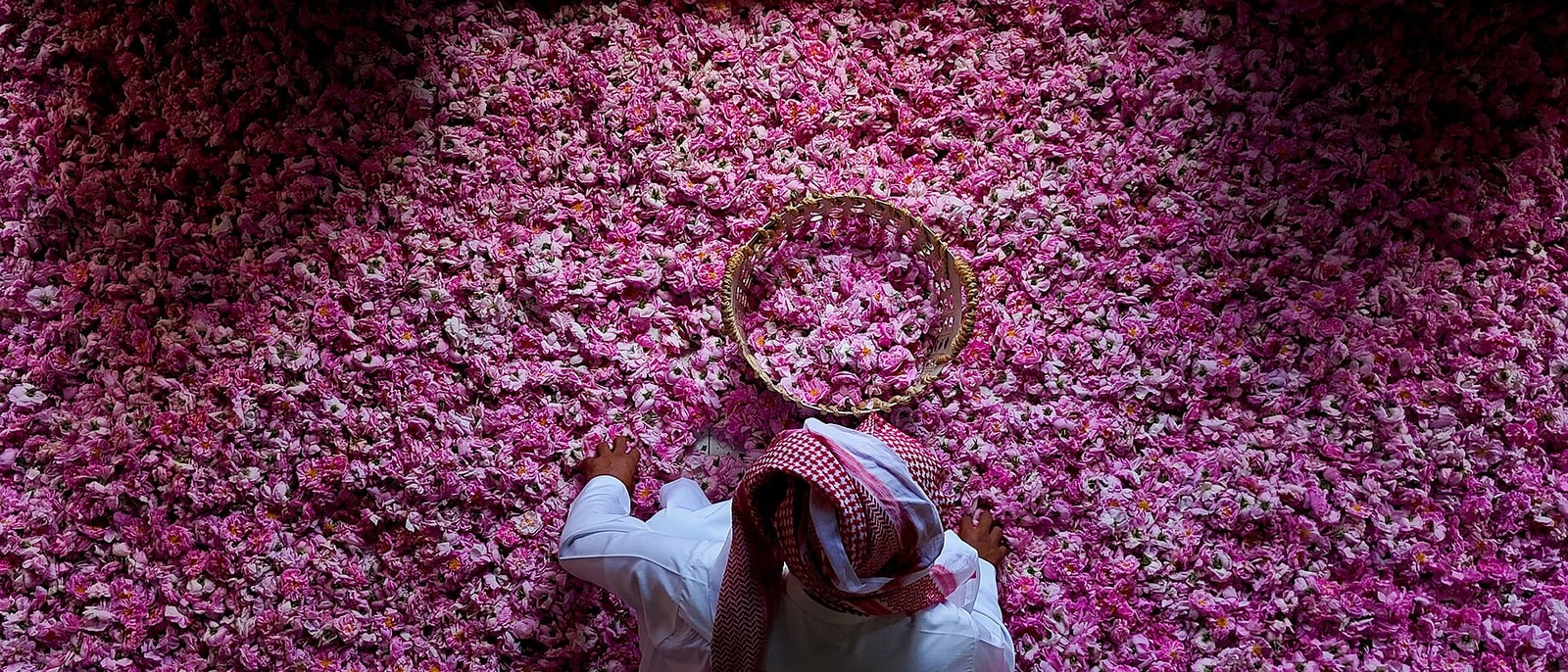 The Taif rose harvest