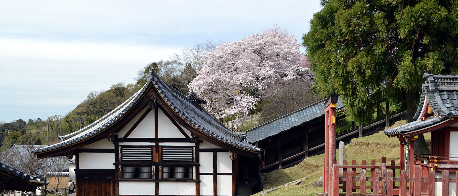 A temple building in Nara among cherry blossom