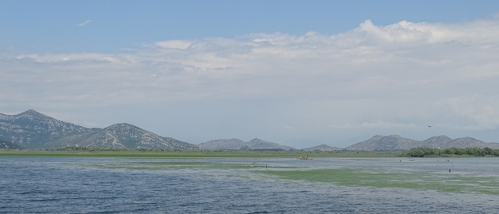 Lake Skadar, reeds level with the water