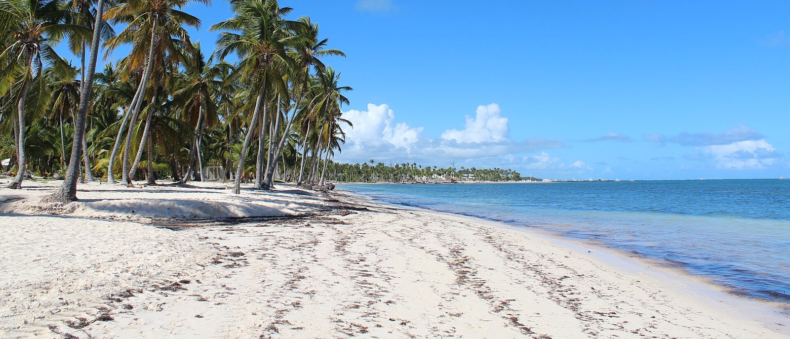 Coconut palms down to the shore, on a Punta Cana beach