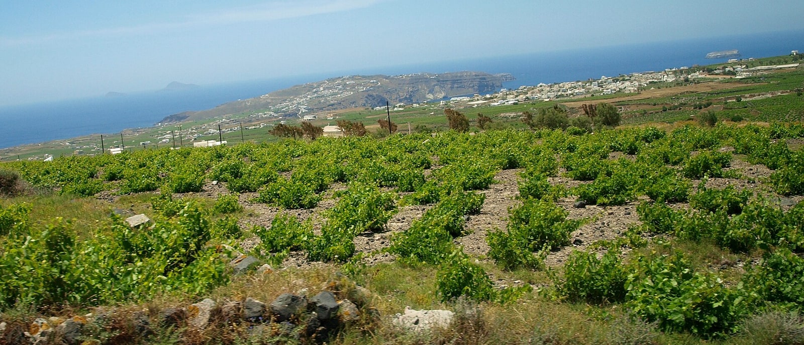 Santorini's vines, pruned into baskets low to the ground