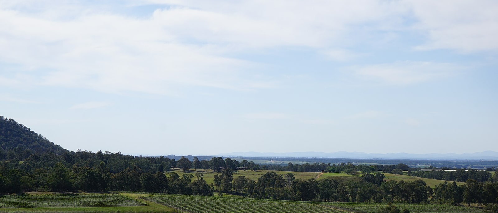 Hunter Valley vineyards, in rows to the horizon